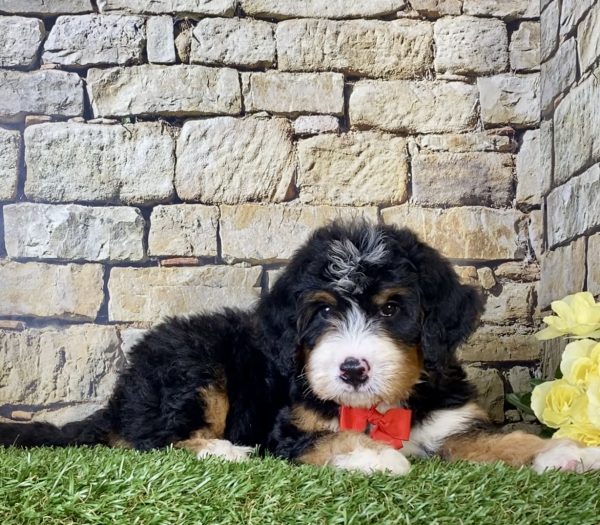 Mr. Irvin the Mini-Bernedoodle - Image 3