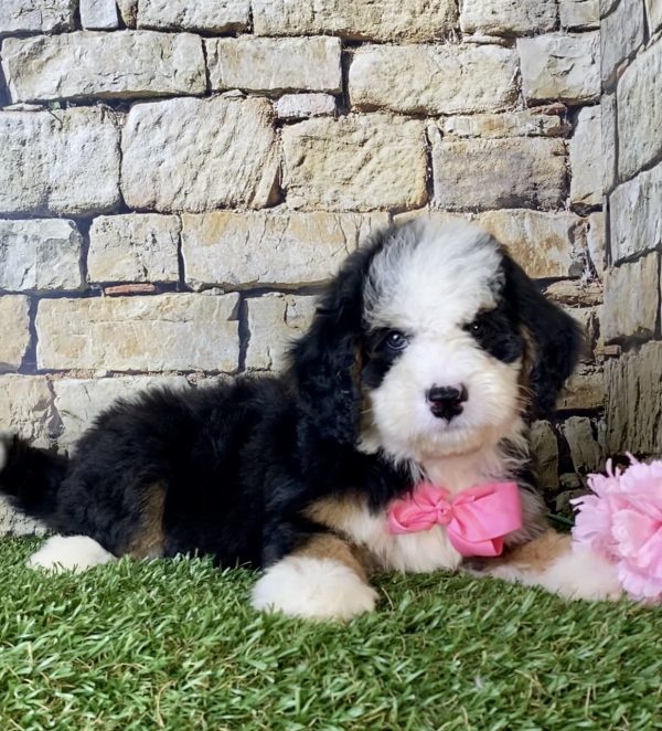Ms. Ina the Mini-Bernedoodle - Image 2