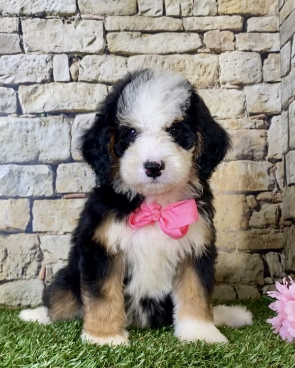 Ms. Ina the Mini-Bernedoodle puppy