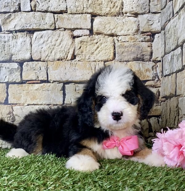 Ms. Ina the Mini-Bernedoodle - Image 4
