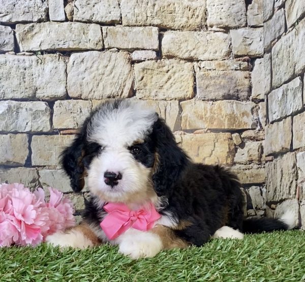 Ms. Ina the Mini-Bernedoodle - Image 5