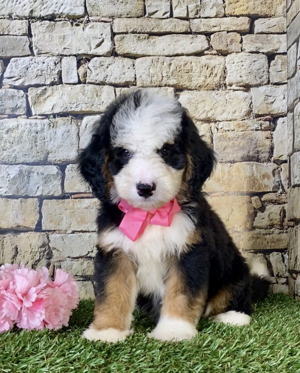 Ms. Ina the Mini-Bernedoodle puppy