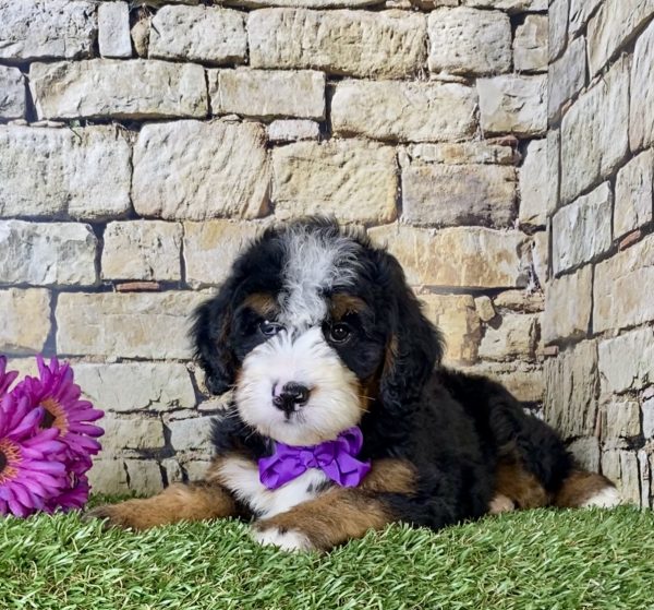 Ms. Irene the Mini-Bernedoodle - Image 2