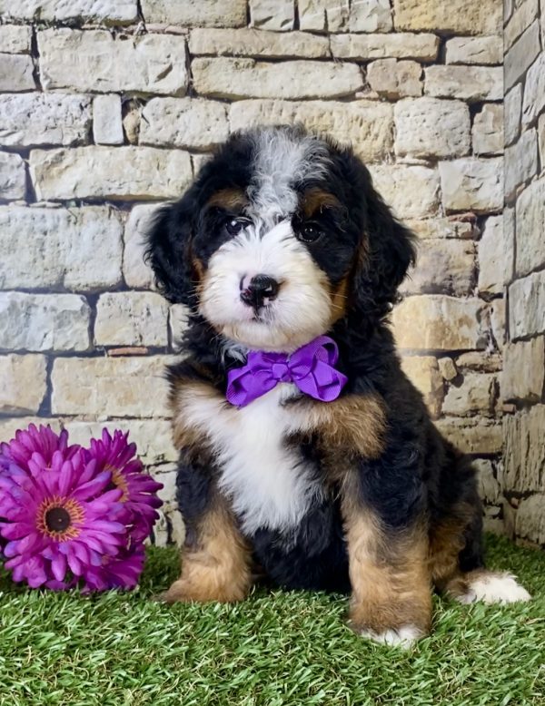 Ms. Irene the Mini-Bernedoodle - Image 3