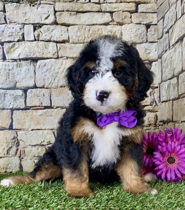 Ms. Irene the Mini-Bernedoodle puppy