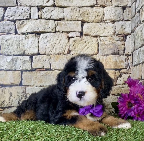 Ms. Irene the Mini-Bernedoodle - Image 4
