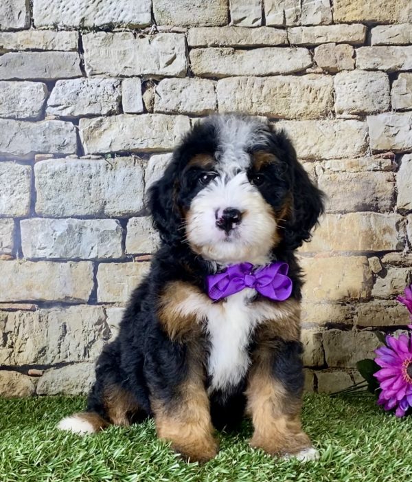 Ms. Irene the Mini-Bernedoodle - Image 5