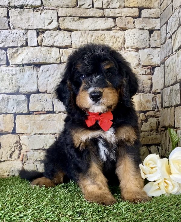 Mr. Isaac the Mini-Bernedoodle puppy