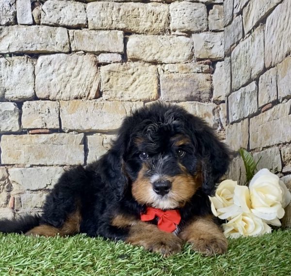 Mr. Isaac the Mini-Bernedoodle - Image 2