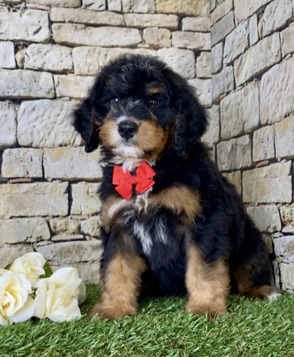 Mr. Isaac the Mini-Bernedoodle - Image 3