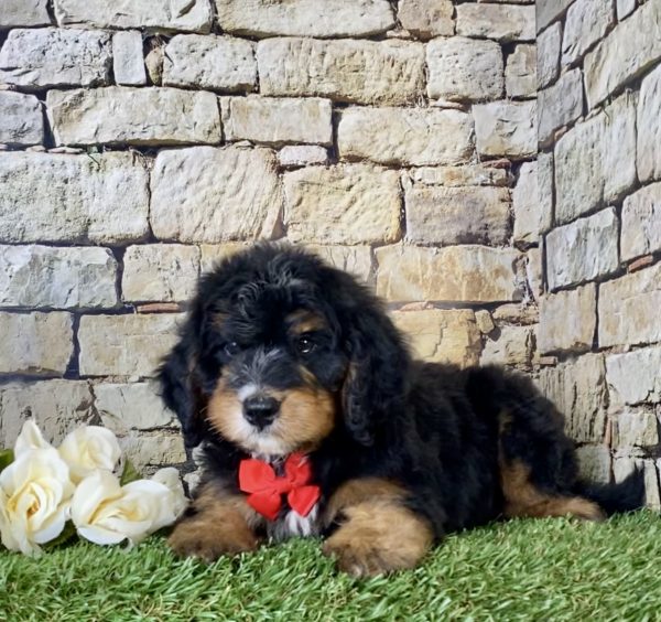 Mr. Isaac the Mini-Bernedoodle - Image 4