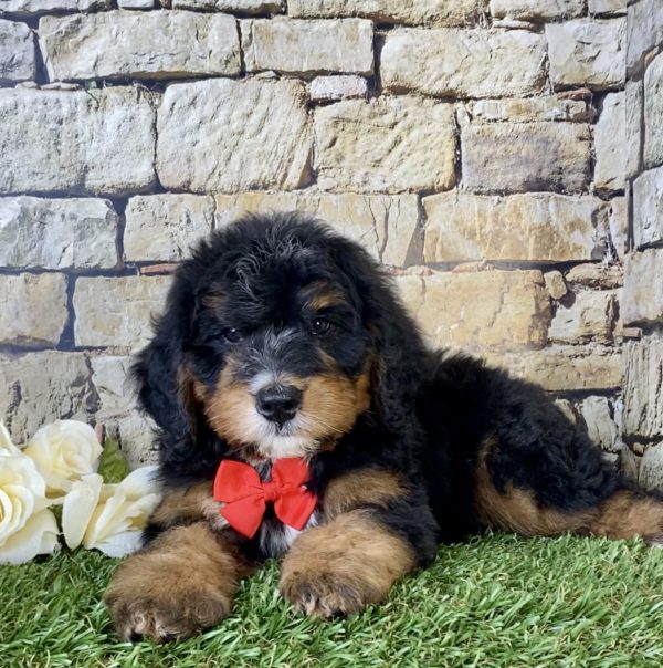 Mr. Isaac the Mini-Bernedoodle - Image 5