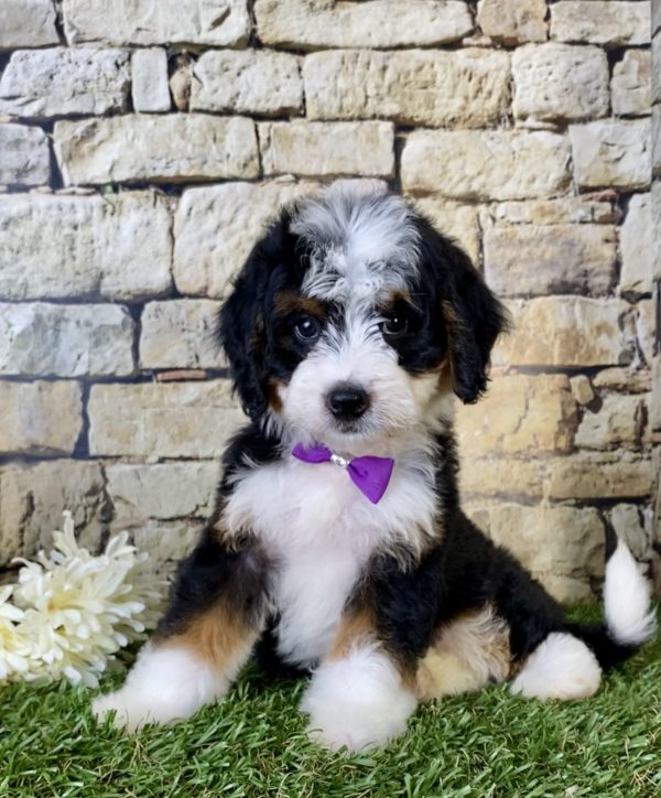 Ms. Gloria the Mini-Bernedoodle - Image 2