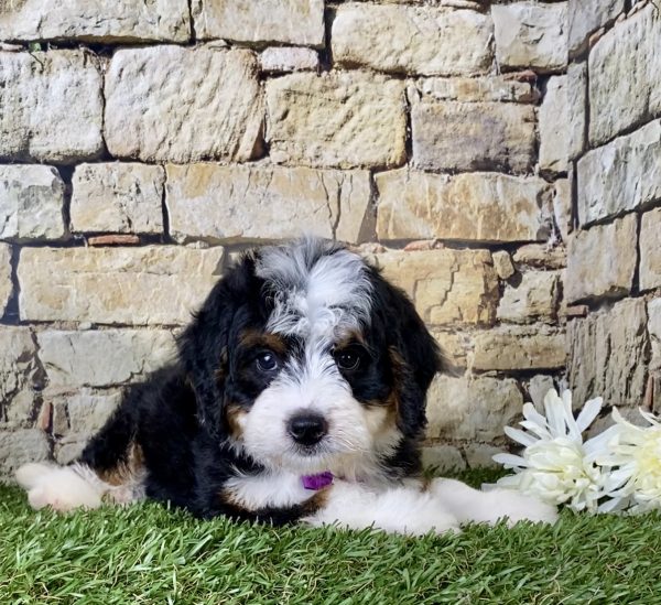 Ms. Gloria the Mini-Bernedoodle - Image 3