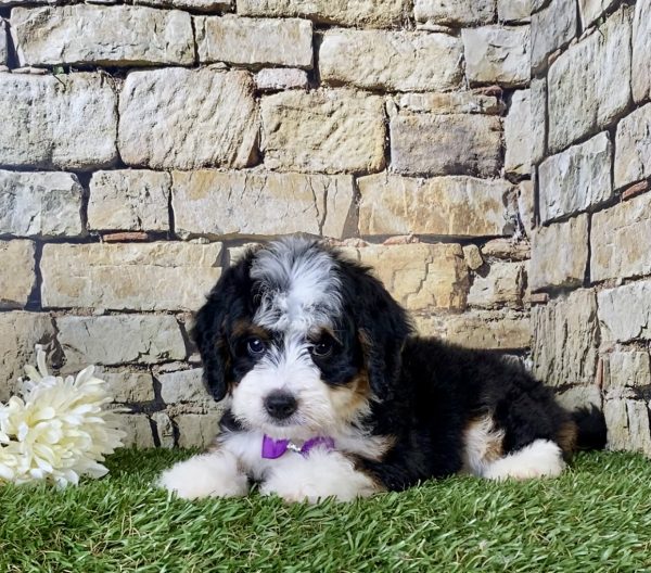 Ms. Gloria the Mini-Bernedoodle - Image 4