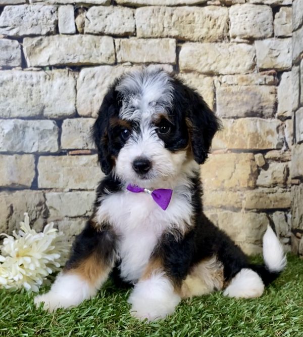 Ms. Gloria the Mini-Bernedoodle puppy