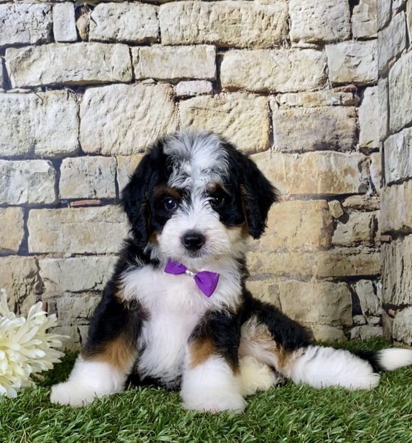 Ms. Gloria the Mini-Bernedoodle - Image 5