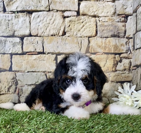 Ms. Gloria the Mini-Bernedoodle - Image 6