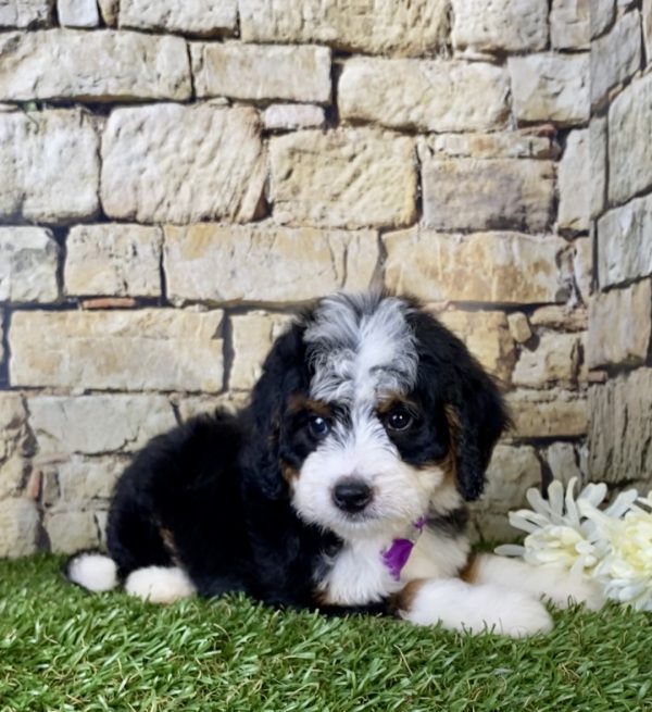 Ms. Gloria the Mini-Bernedoodle - Image 7