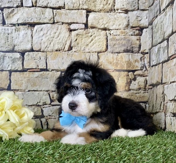 Mr. Gus the Mini-Bernedoodle - Image 2