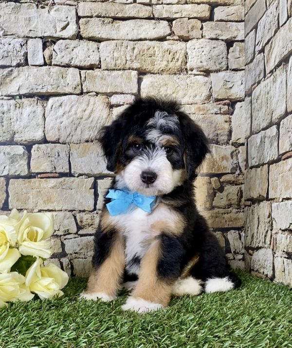 Mr. Gus the Mini-Bernedoodle puppy