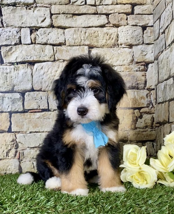 Mr. Gus the Mini-Bernedoodle - Image 3