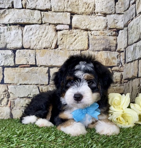 Mr. Gus the Mini-Bernedoodle - Image 5
