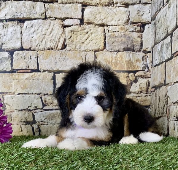 Ms. Gina the Mini-Bernedoodle - Image 2