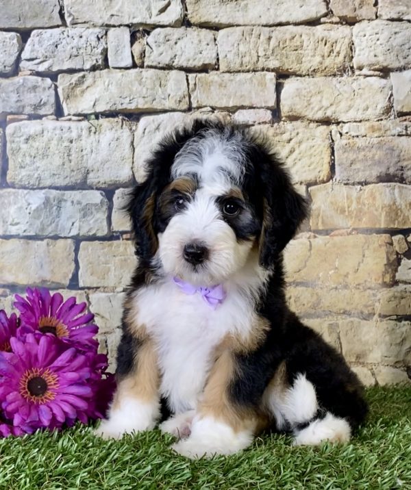 Ms. Gina the Mini-Bernedoodle puppy