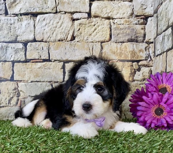 Ms. Gina the Mini-Bernedoodle - Image 3