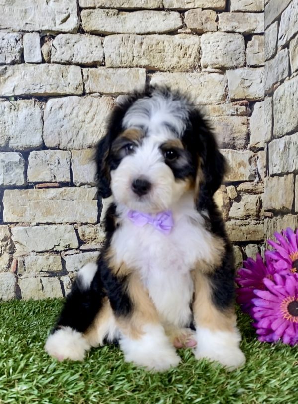 Ms. Gina the Mini-Bernedoodle - Image 4