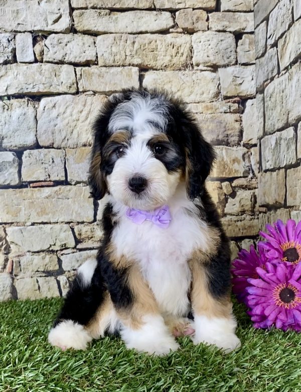 Ms. Gina the Mini-Bernedoodle - Image 5
