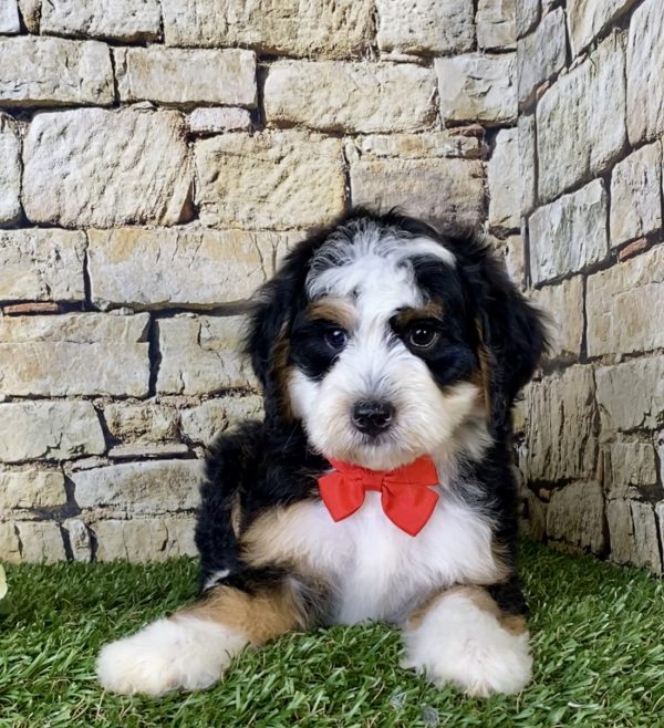 Mr. Gabe the Mini-Bernedoodle - Image 2