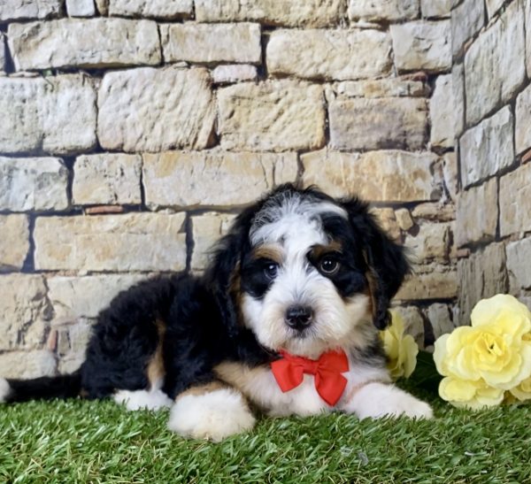Mr. Gabe the Mini-Bernedoodle - Image 3