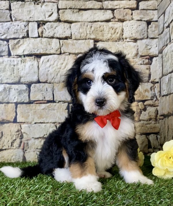 Mr. Gabe the Mini-Bernedoodle puppy