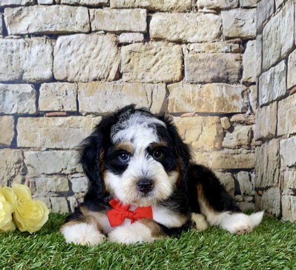Mr. Gabe the Mini-Bernedoodle - Image 4