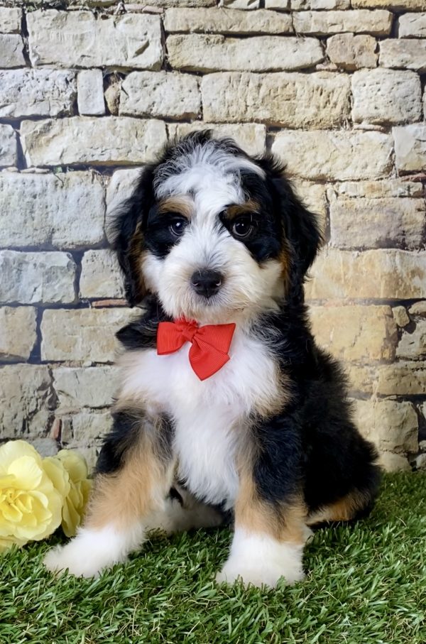 Mr. Gabe the Mini-Bernedoodle - Image 5