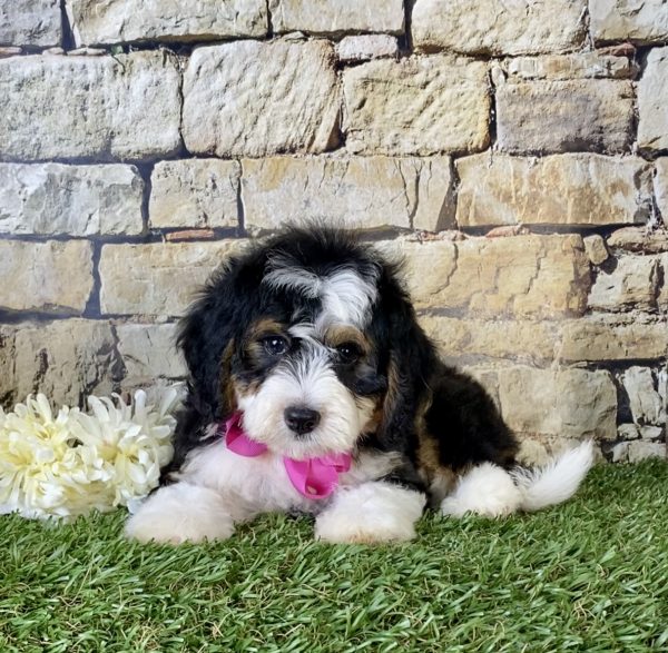 Ms. Grace the Mini-Bernedoodle - Image 2