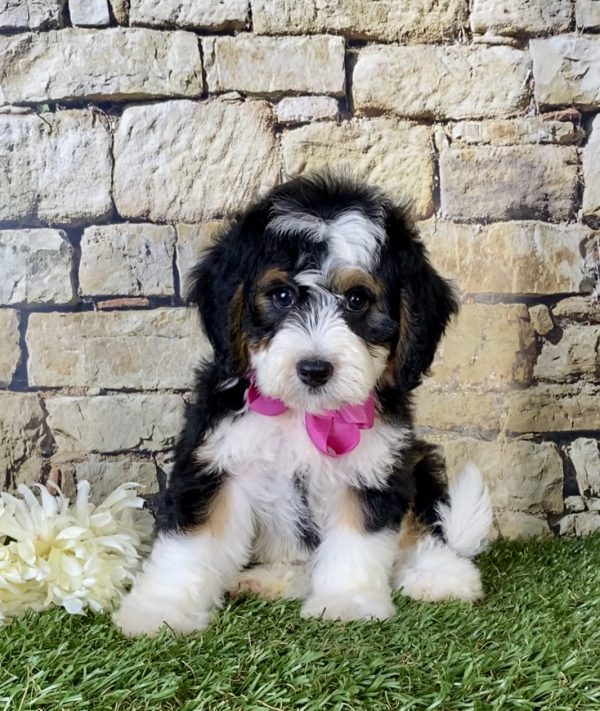 Ms. Grace the Mini-Bernedoodle - Image 3