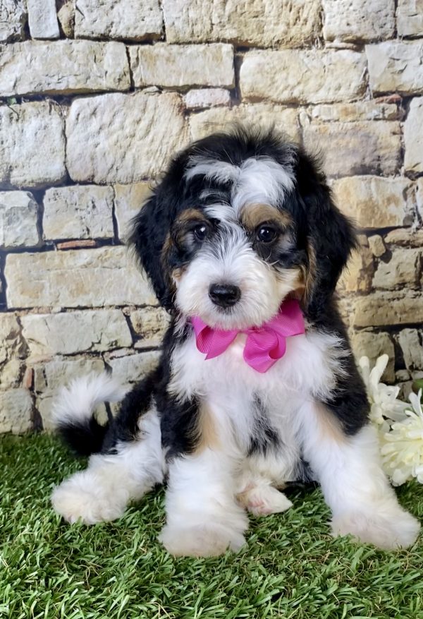 Ms. Grace the Mini-Bernedoodle - Image 5