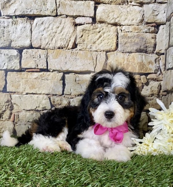 Ms. Grace the Mini-Bernedoodle - Image 6