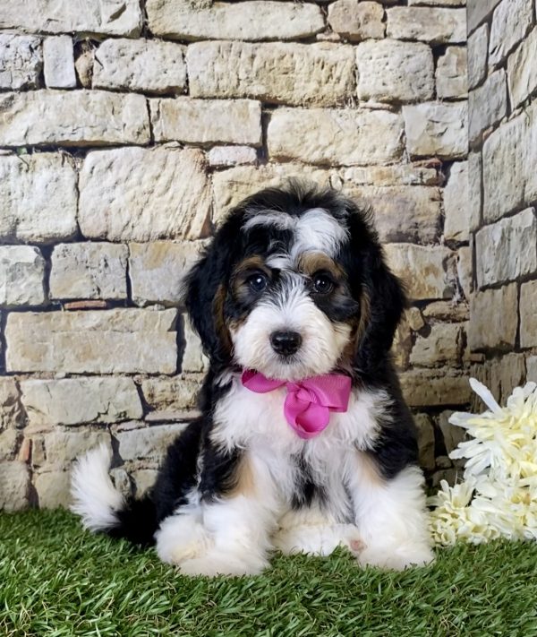 Ms. Grace the Mini-Bernedoodle puppy