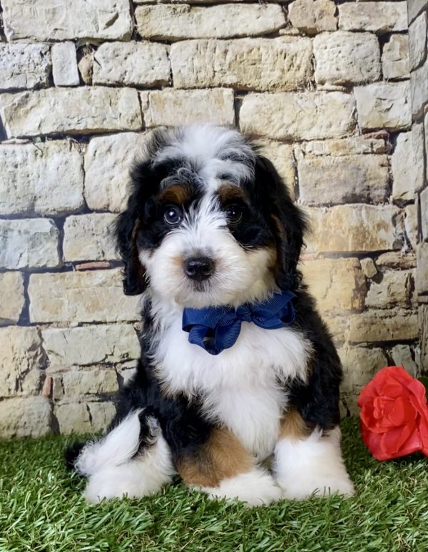 Mr. Garth the Mini-Bernedoodle - Image 2