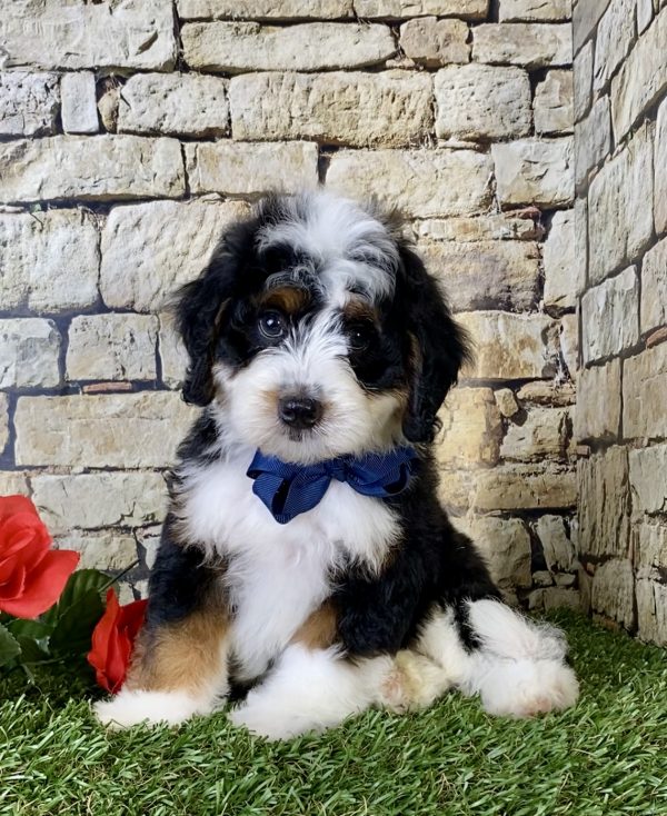 Mr. Garth the Mini-Bernedoodle puppy
