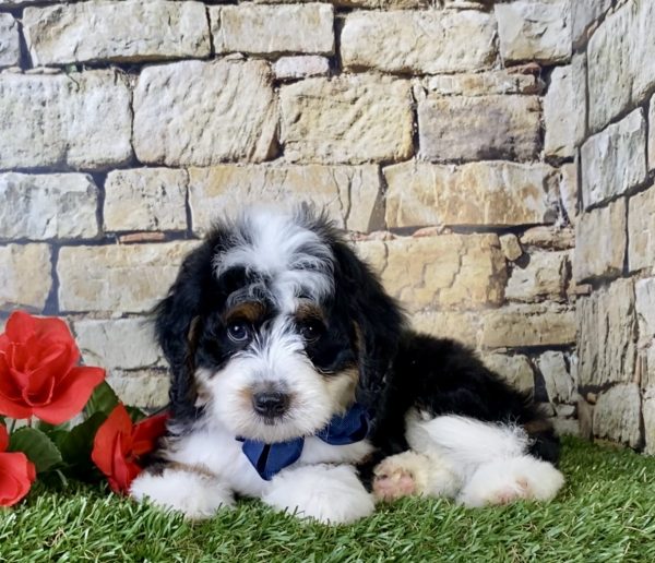 Mr. Garth the Mini-Bernedoodle - Image 4