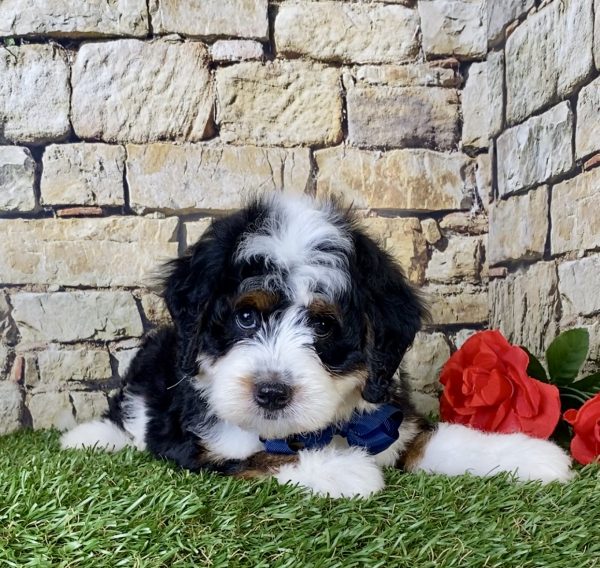 Mr. Garth the Mini-Bernedoodle - Image 5