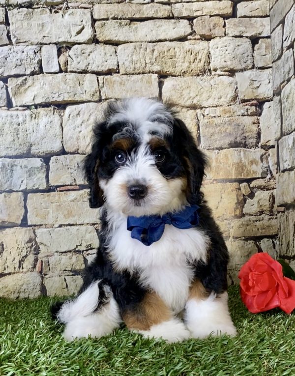 Mr. Garth the Mini-Bernedoodle - Image 6