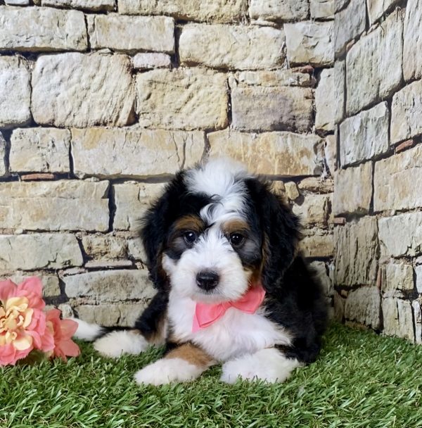 Ms. Gem the Mini-Bernedoodle - Image 2