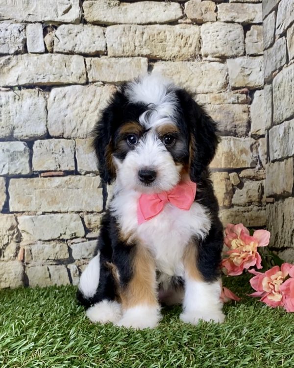 Ms. Gem the Mini-Bernedoodle puppy