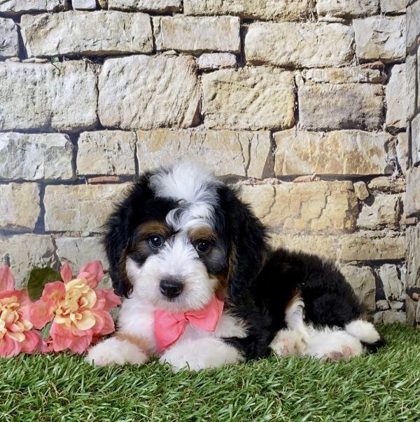 Ms. Gem the Mini-Bernedoodle - Image 3